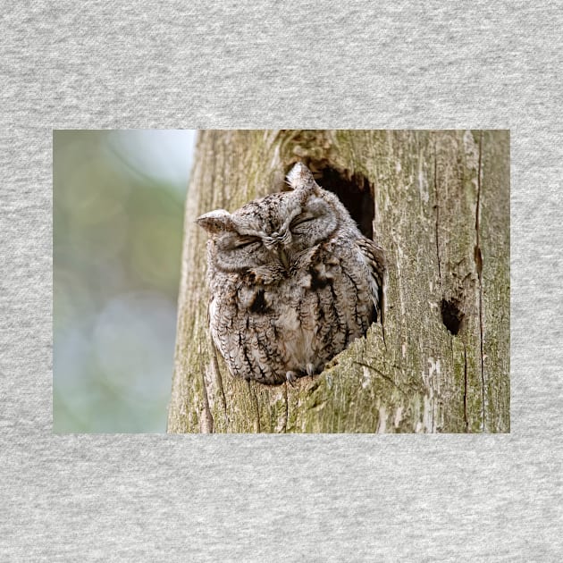 Sleeping Screech Owl by jaydee1400